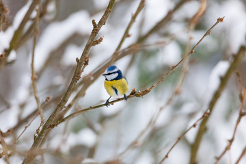 Naklejka premium Blue tit bird sitting on small branch