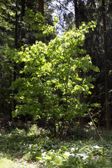 Clear green Forest from the spring Mountains in southern Czech, Czech Republic