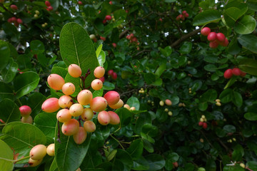 Fresh "Karanda" or "Carunda" fruits have a lot of vitamin C and have properties as a herb. These fruits have sour taste sour and a little bit bitter, an ellipse shape, pink skin color. 