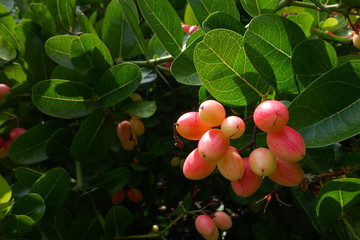 Fresh "Karanda" or "Carunda" fruits have a lot of vitamin C and have properties as a herb. These fruits have sour taste sour and a little bit bitter, an ellipse shape, pink skin color. 