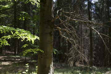 Fototapeta premium Clear green Forest from the spring Mountains in southern Czech, Czech Republic
