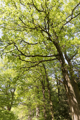Clear green Forest from the spring Mountains in southern Czech, Czech Republic