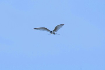 コアジサシのホバリング