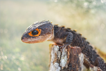 Crocodile Skink On Tree