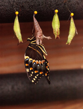 Palamedes Swallowtail Butterfly, Papilio Palamedes