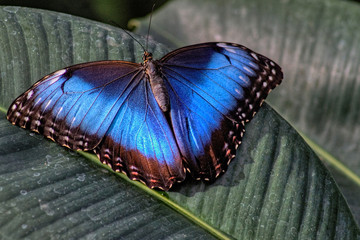 The Sertoma Butterfly House and Marine Cove in Sioux Falls, South Dakota is a Year-Round Tropical oasis with indoor garden