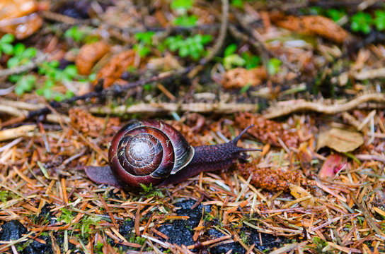 Snail on the Move