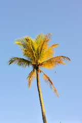  Palm tree