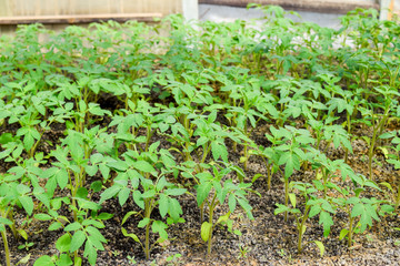 Seedlings of tomato. Growing tomatoes in the greenhouse. Seedlings in the greenhouse. Growing of vegetables in greenhouses