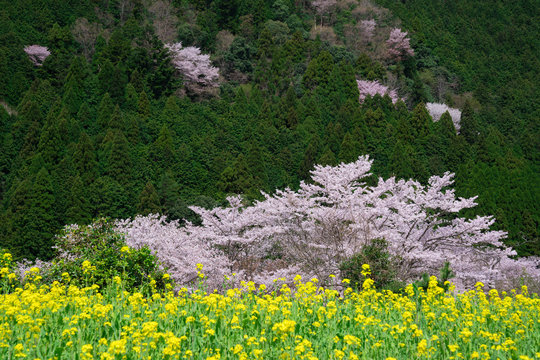 京都　大原の里　桜と菜の花