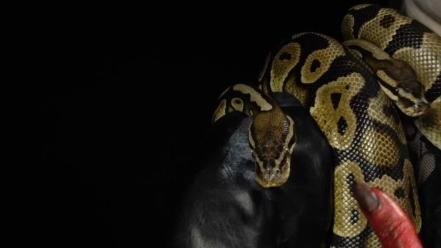 Snake and woman with bloody hands