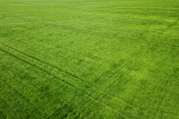 Aerial green wheat field. Aerial view large green field. - obrazy, fototapety, plakaty