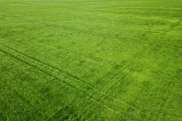 Foto op Plexiglas Lucht groen tarweveld. Luchtfoto groot groen veld. © allexxandarx