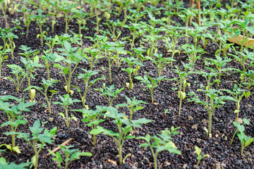 Seedlings of tomato. Growing tomatoes in the greenhouse. Seedlings in the greenhouse. Growing of vegetables in greenhouses