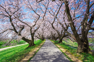 京都府八幡市　背割堤の桜