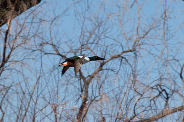 Male Northern Shoveler in Flight