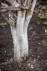 spring processing of trees, whitewash of the trunk