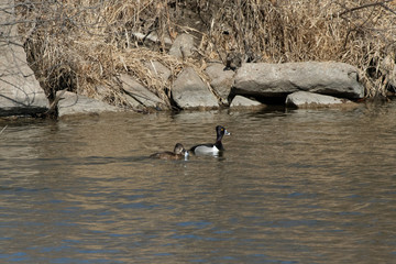 Ring-Necked Duck Pair