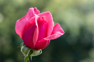 Rosa de jardim