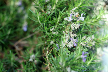 Rosemary herb branches with leaves close-up. Cooking food ingredient, raw flavoring plants