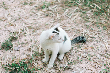Naklejka na ściany i meble Cute White CAt 