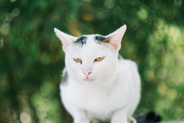 Obraz premium Cute White CAt 