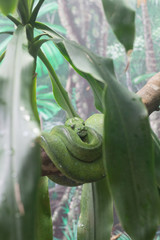 Green Snake (Portrait)