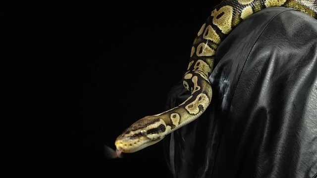 Crawling royal python on black leather