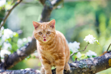 Naklejka na ściany i meble Cute cat is on a branch of a tree in a garden in spring