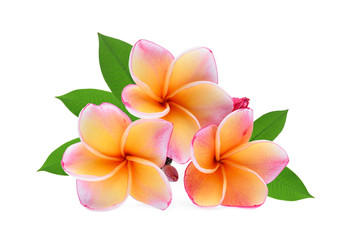 Naklejka premium frangipani tropical flower, plumeria, Lanthom, Leelawadee flower with green leaves isolated white background
