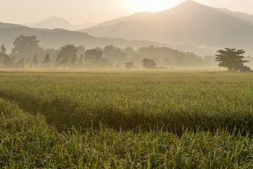 Fototapeta na wymiar Morning atmosphere with fields and mountains behind. It is beautiful in nature. The sun is light and has a faint line. This is a beautiful place in Nan. Northern Thailand
