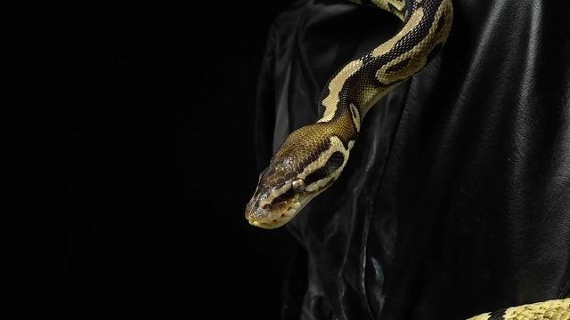 Crawling ball python on black leather