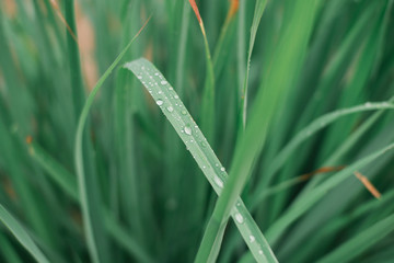Fresh Nature In The Morning #2