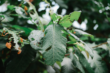 Fresh Nature In The Morning #2