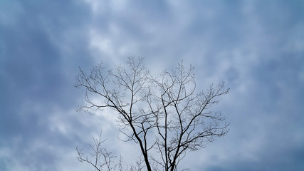 a thin tree branch silhouette