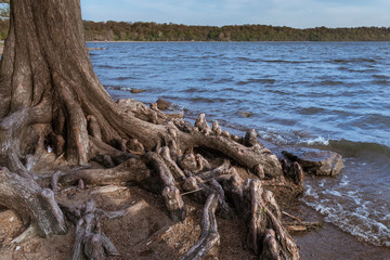 Tree Root Exposed and Eroded by Water strong base