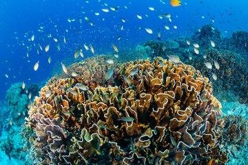 Tropical fish swimming around a hard coral on a healthy coral reef