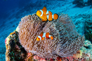 A family of cute Clownfish in their home on a tropical coral reef