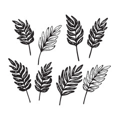 Hand sketched leaf set. Vector botanical elements isolated on white