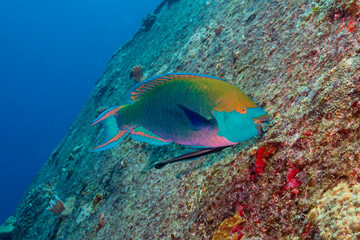 Parrotrish with an attached Remora on a tropical coral reef