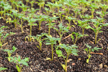 Seedlings of tomato. Growing tomatoes in the greenhouse. Seedlings in the greenhouse. Growing of vegetables in greenhouses