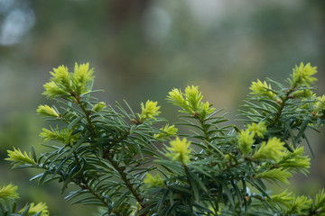 Bright green new growth on pine tree branch close-up