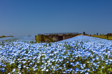 ネモフィラの花