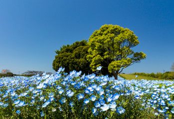 ネモフィラの花