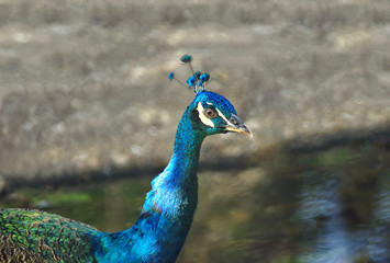 Fototapeta premium peacock in the nature