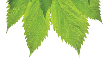 Fresh New Virginia Victoria Creeper Leaf Isolated Macro Closeup Summer Rain Raindrops Wet Rainy Day Large Horizontal Parthenocissus Quinquefolia Five-leaved Five-finger Ivy Texture Pattern Textured