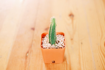 Little Cactus For Decoration #2 
