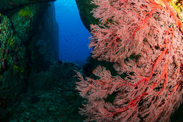 Tropical fish and corals in an underwater cave on a coral reef