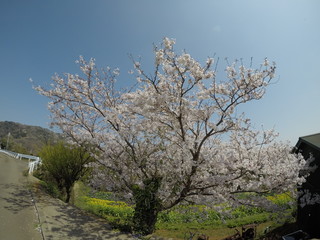 桜　菜の花　畑