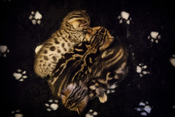 Cute young bengal kittens at home